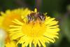 64614 – Photo : eudemis – France (33)