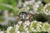64620 – Photo : eudemis – France (33)