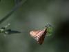 64374 – Photo : patrick derennes – France (77)