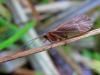 64955 – Photo : PREVOT – France (54)