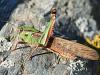 64061 – Photo : Canigou – France (66)