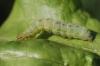 64491 – Photo : basc – France (20)