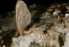64761 – Photo : Daniel Morel – France (71)