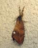64072 – Photo : Guillaume JACQUEMIN – France (74)