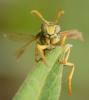 64180 – Photo : Louis Weitten – France (57)