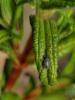 64048 – Photo : vanderbergh – France (66)