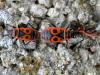 64870 – Photo : Arp – France (17)