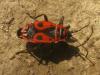 64881 – Photo : Arp – Allemagne