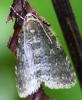64323 – Photo : David Guedon – France (76)