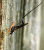 64118 – Photo : David Guedon – France (76)