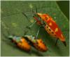 64788 – Photo : Benoit Guillon – Laos