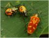 64787 – Photo : Benoit Guillon – Laos