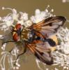 64981 – Photo : Jean-Claude Jossevel – Suisse