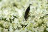 64924 – Photo : Michel Renou – France (91)