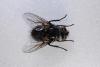 64610 – Photo : basc – France (20)