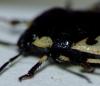 Tritomegas rotundipennis