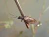 Sialis sp.