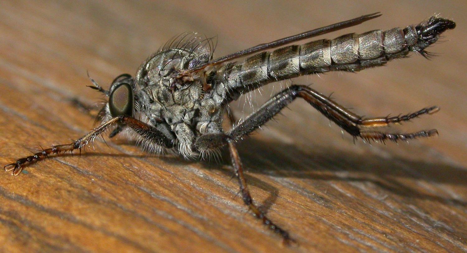 Christian Widmann - Tolmerus atricapillus - réf. 64617 (1500 x 813 pixels, 156 ko)