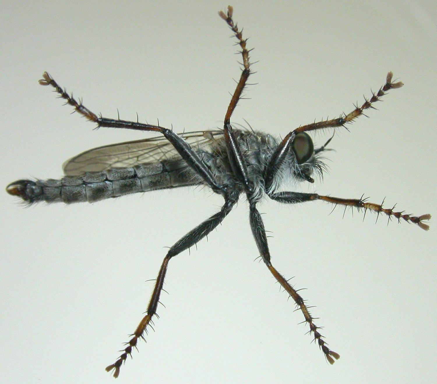Christian Widmann - Tolmerus atricapillus - réf. 64618 (1500 x 1320 pixels, 195 ko)