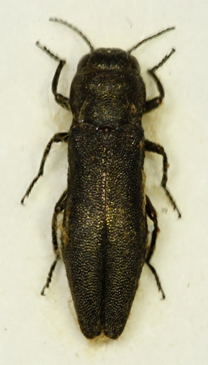 znort - Agrilus (Xeragrilus) elegans - réf. 64698 (417 x 729 pixels, 195 ko)