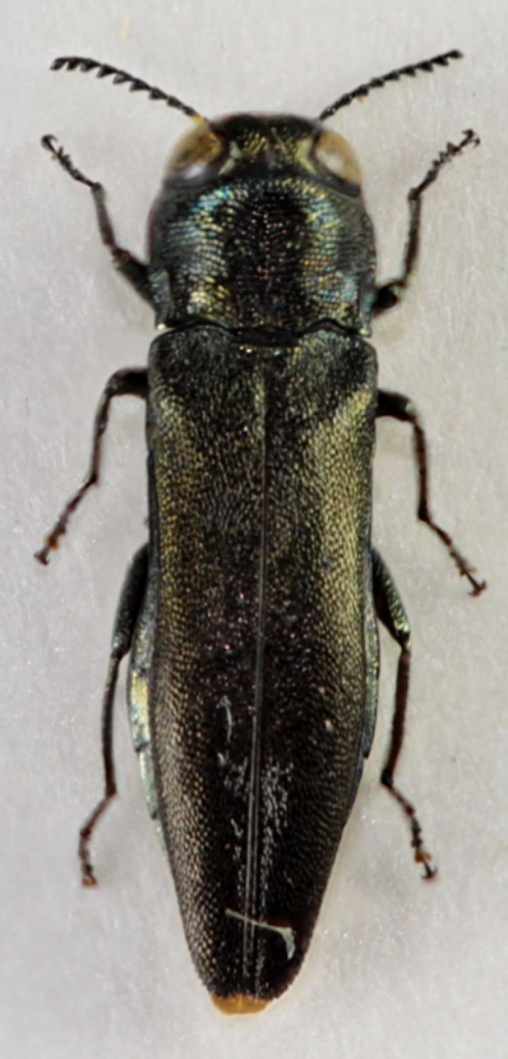 znort - Agrilus (Quercuagrilus) hastulifer - réf. 64689 (720 x 1500 pixels, 106 ko)
