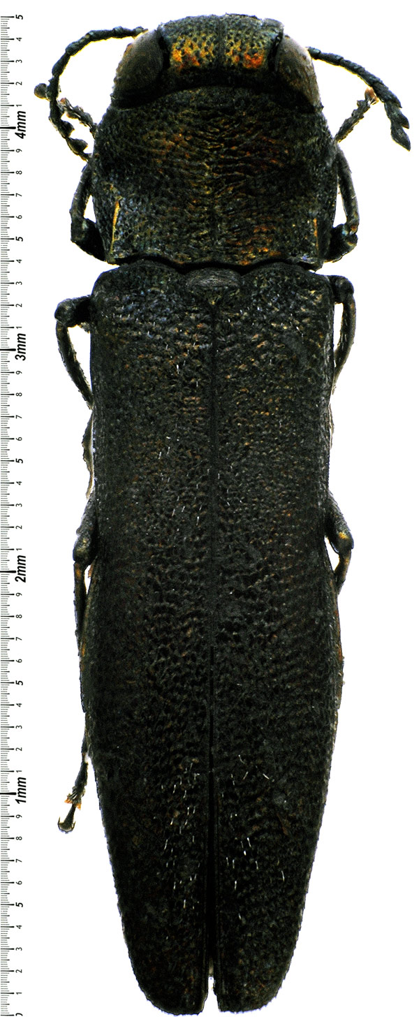 Fred Chevaillot - Agrilus (Quercuagrilus) obscuricollis - réf. 64941 (600 x 1469 pixels, 218 ko)