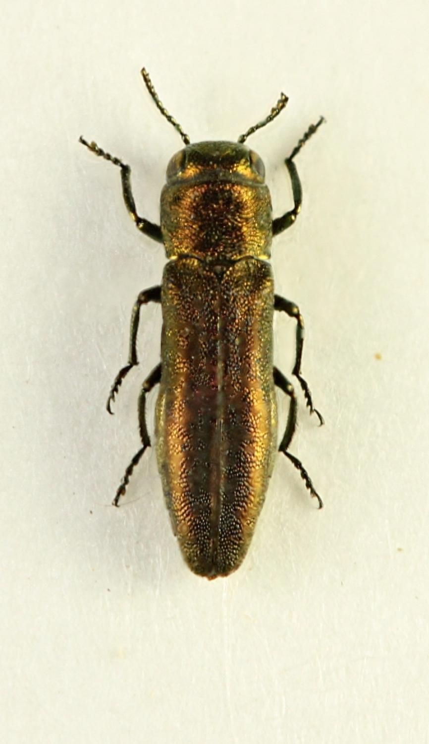 znort - Agrilus (Rosagrilus) roscidus - réf. 64716 (866 x 1500 pixels, 99 ko)