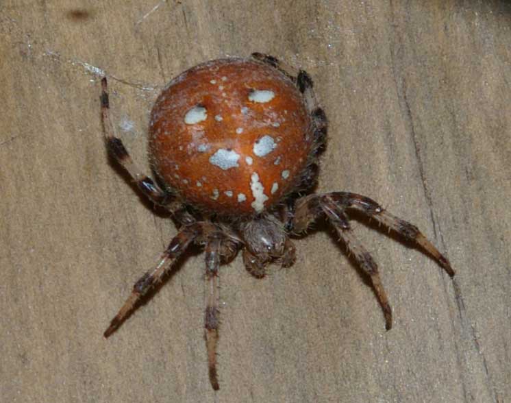 Réf. 64299 — ARACHNIDA > Araneae > Araneidae > Araneus quadratus