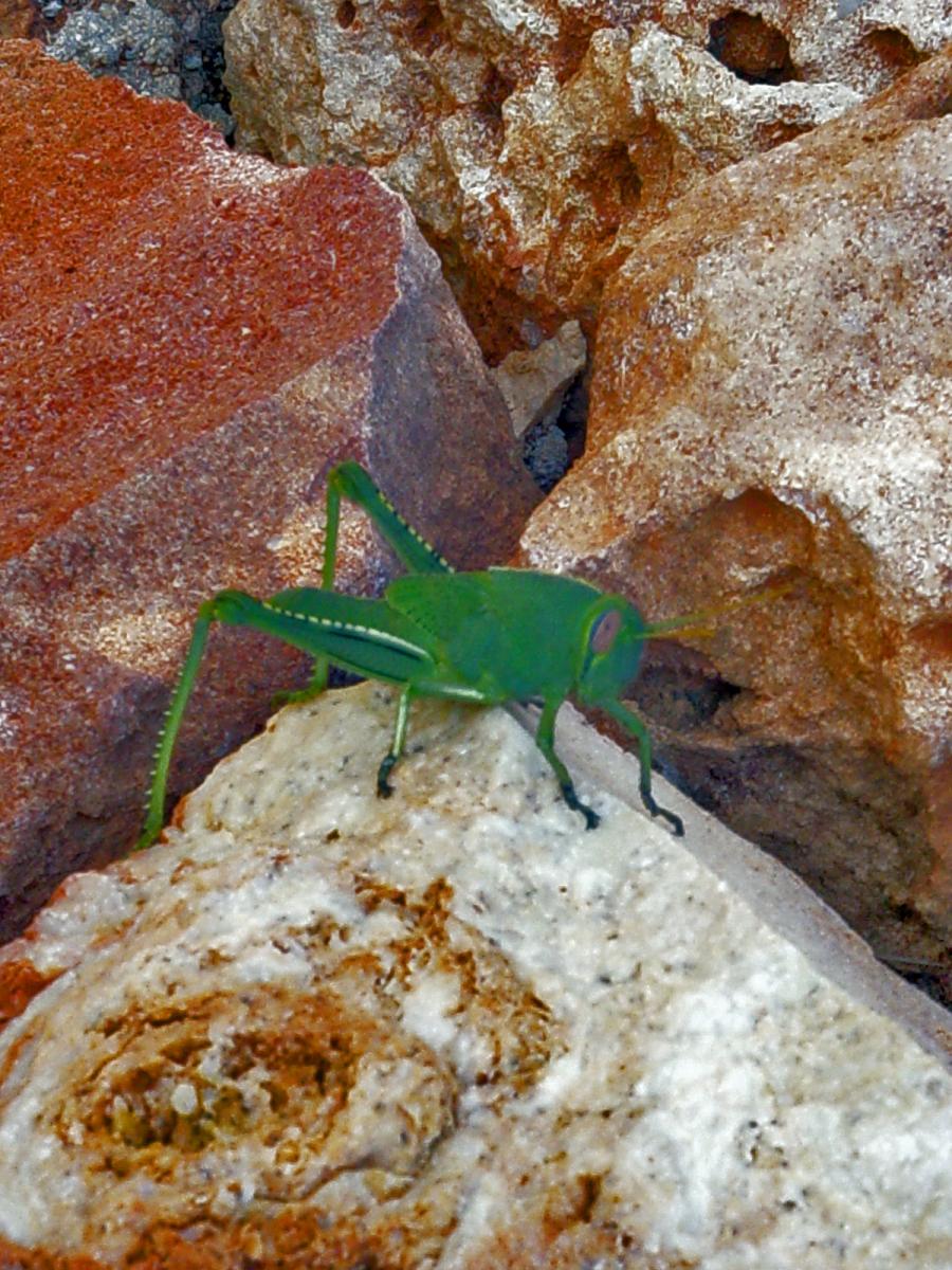 Renaud Torres - Anacridium aegyptium - réf. 64342 (900 x 1200 pixels, 201 ko)