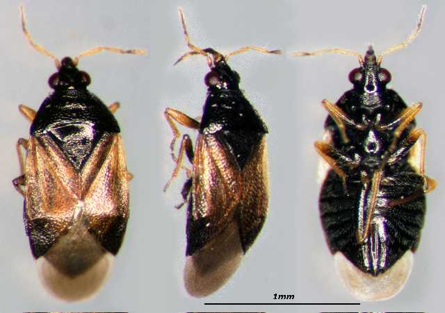 M. Blaise - Orius (Heterorius) sp. - réf. 64736 (640 x 451 pixels, 38 ko)