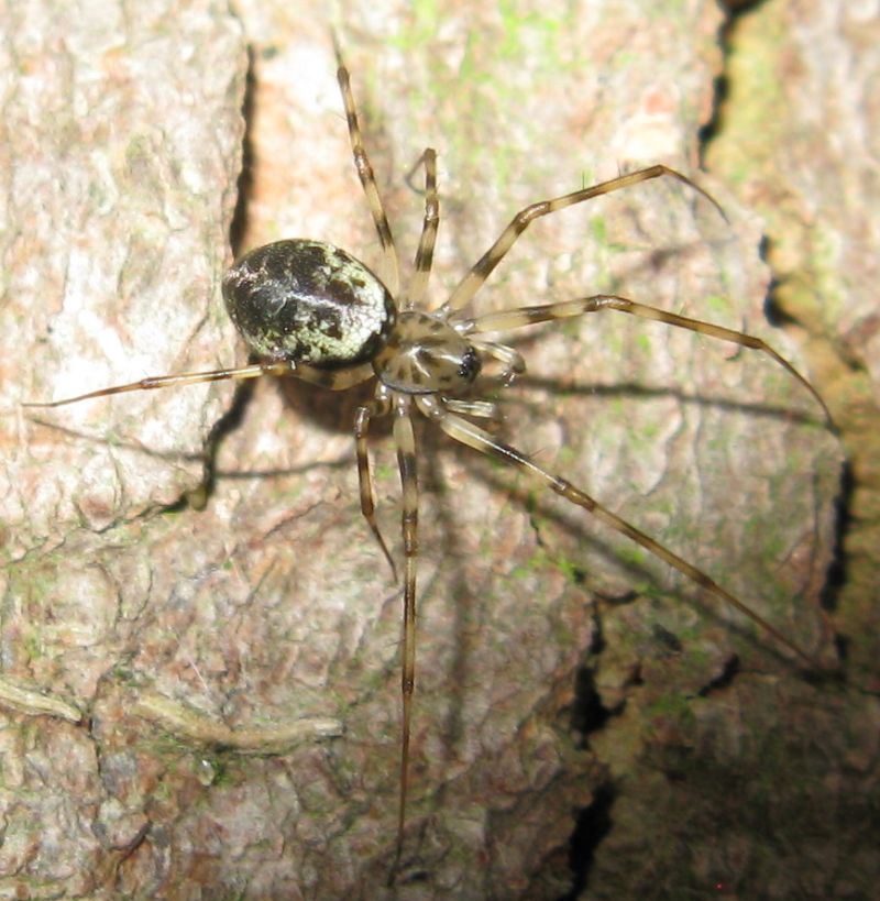 Pallas - Drapetisca socialis - réf. 64592 (800 x 819 pixels, 112 ko)