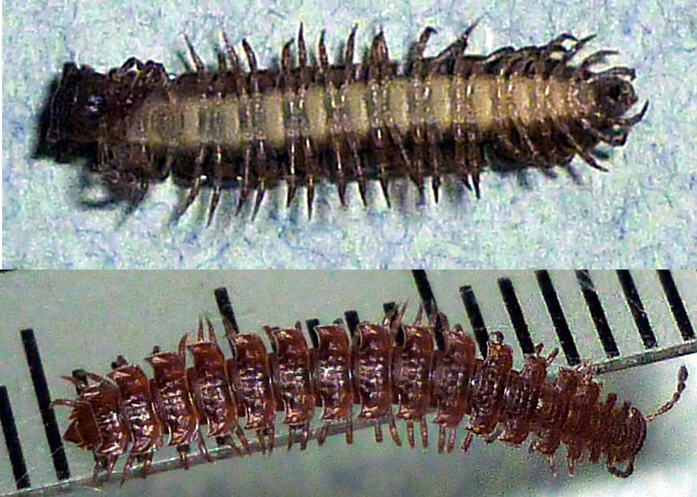 Réf. 64414 — DIPLOPODA > Polydesmida > Polydesmidae > Polydesmus sp