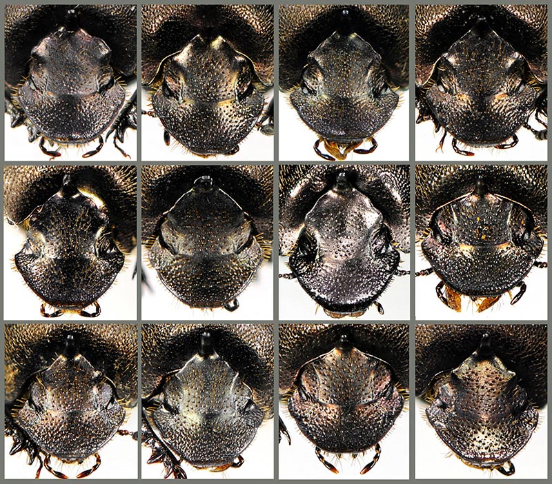 Fred Chevaillot - Onthophagus (Palaeonthophagus) fracticornis - réf. 64763 (800 x 702 pixels, 216 ko)