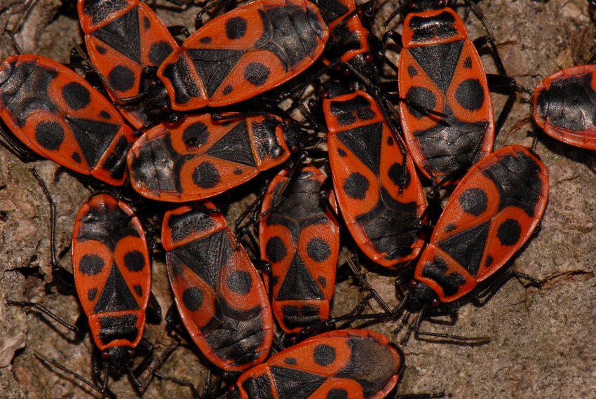 Streito Jean-Claude - Pyrrhocoris apterus - réf. 64847 (850 x 569 pixels, 157 ko)
