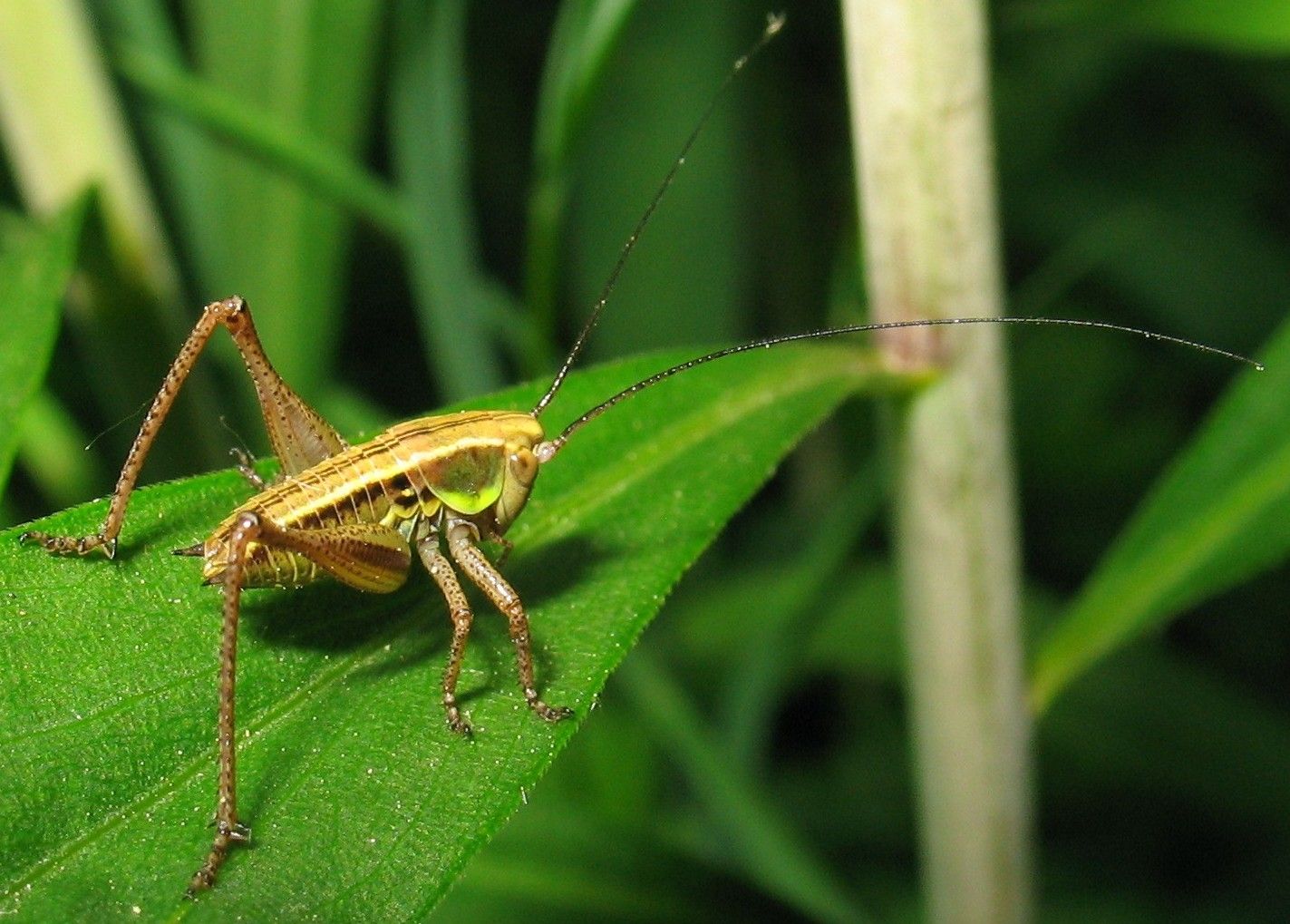 Axel Dehalleux - Roeseliana roeselii - réf. 64882 (1423 x 1019 pixels, 211 ko)