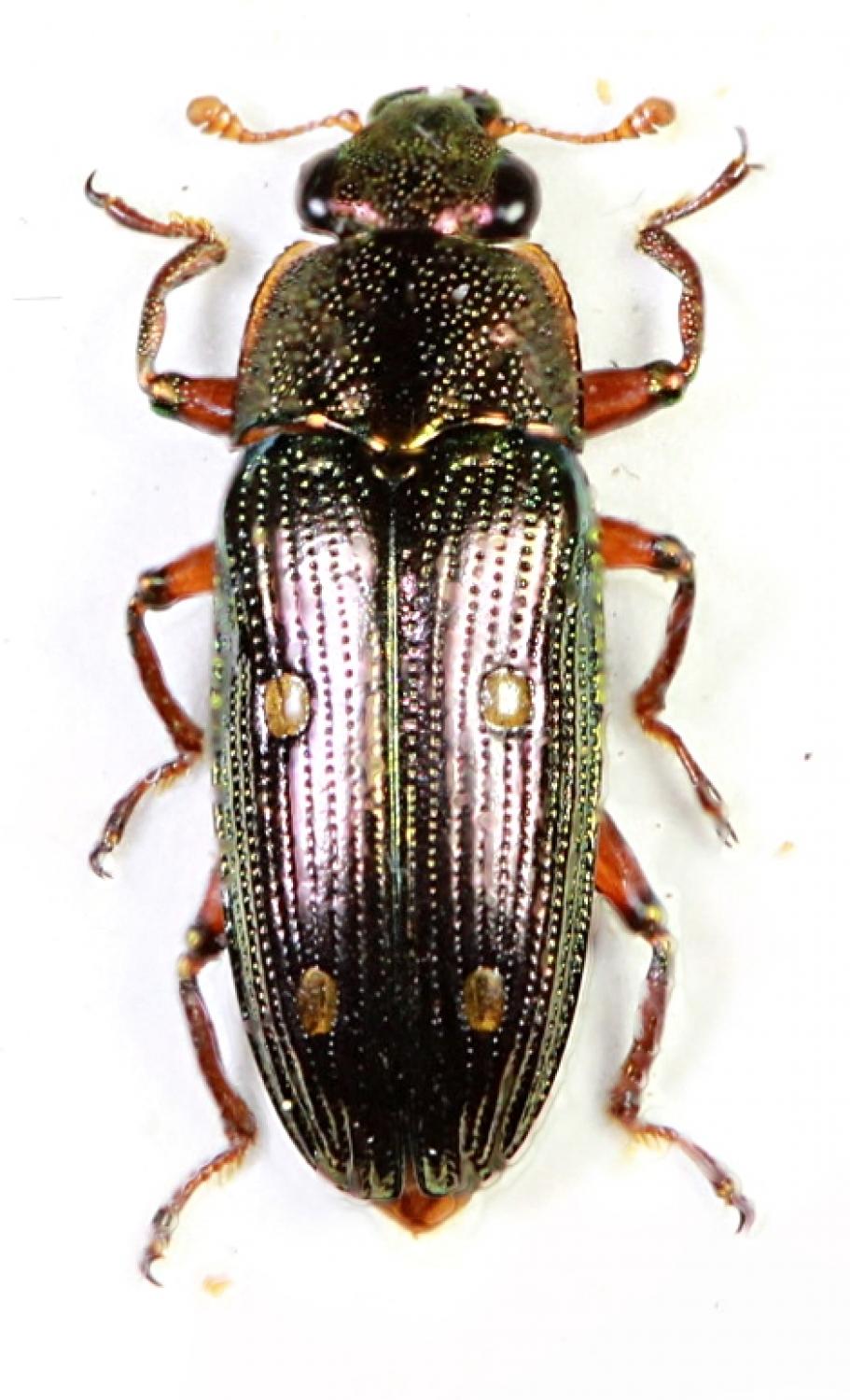 znort - Neohelota cereopunctata - réf. 64663 (911 x 1500 pixels, 145 ko)