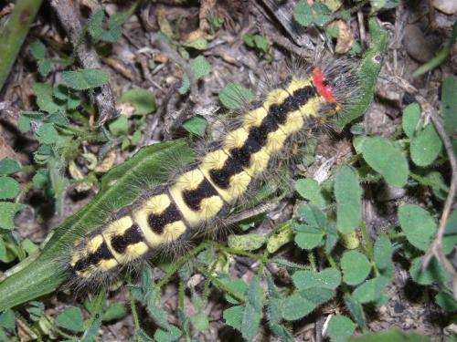 Réf. 65 487 : Acronicta euphorbiae