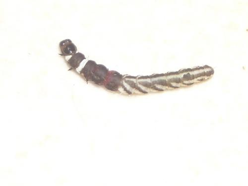 Réf. 65 403 : Helcystogramma sp.