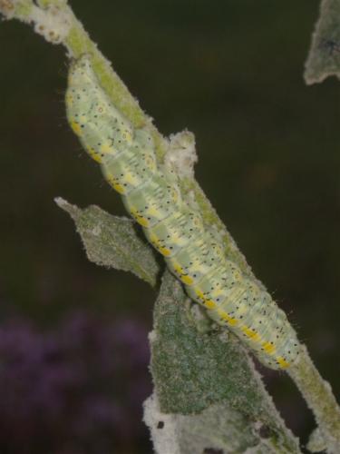 Réf. 65 268 : Cucullia lanceolata