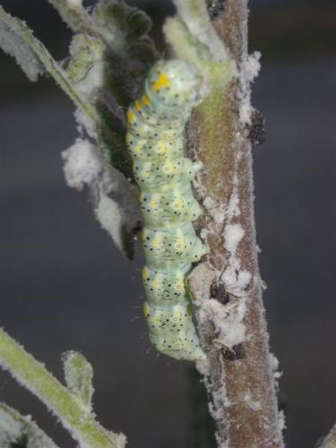 Réf. 65 269 : Cucullia lanceolata