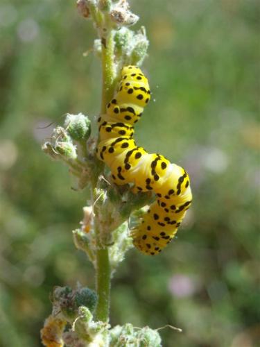 Réf. 65 546 : Cucullia lychnitis