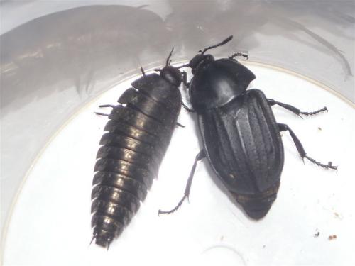 Silpha sp.