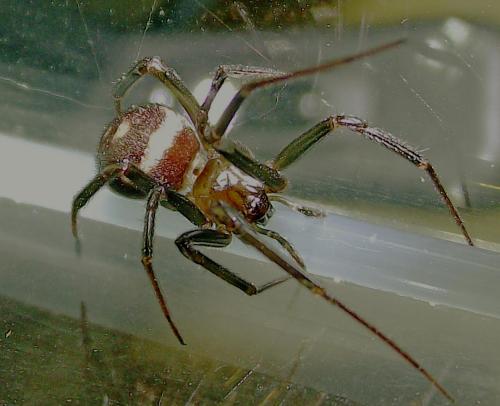 Steatoda grossa