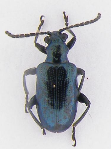 Réf. 65 958 : Lema cyanella