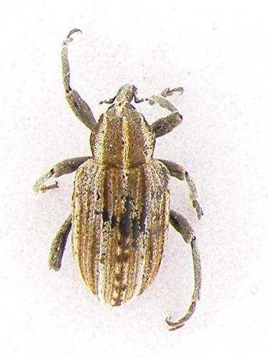 Réf. 65 554 : Hypera arator