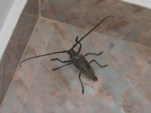 Réf. 65 135 : Batocera rufomaculata