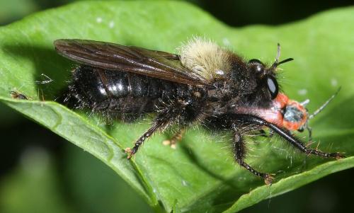 Réf. 65 372 : Laphria ephippium