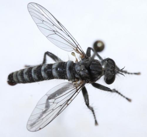 Réf. 65 208 : Lasiopogon cinctus