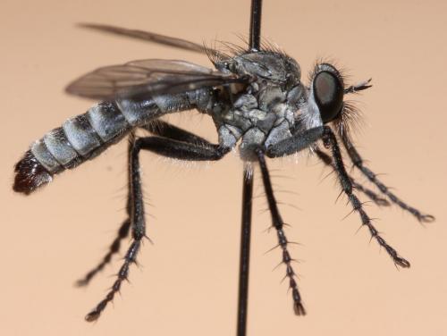 Réf. 65 209 : Lasiopogon cinctus