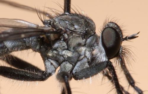 Lasiopogon cinctus